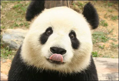 Quelle est la particularité du panda ?