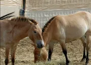 Test Quel personnage de ''Heartland'' es-tu ?