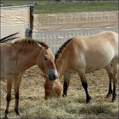 Si tu vois un cheval au bord de la route, que fais-tu ?