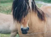 Quiz Les races de poneys