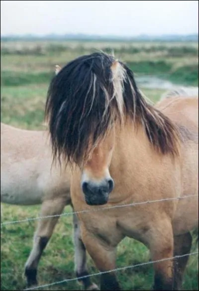 Je suis un poney de Norvge. Qui suis-je ?