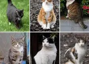 Quiz Les races de chats