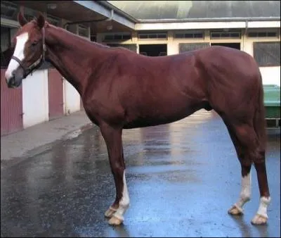 Je suis le plus grand cheval et le plus rapide