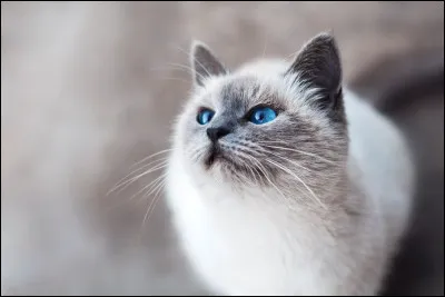 Tu es un chat qui part en patrouille mais tu te trouves face à une patrouille ennemie. Que fais-tu ?