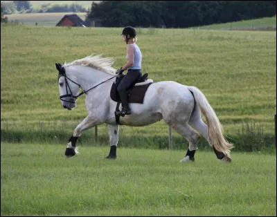 À quelle allure est le cheval ?