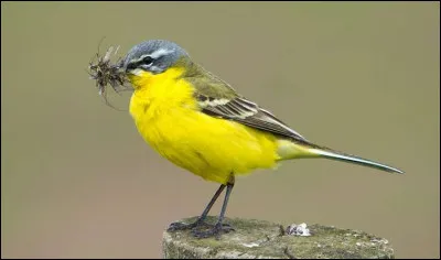 On retrouve cet oiseau essentiellement insectivore dans les champs cultivés de colza. Quel est son nom ?