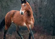 Test Quel animal domestique est tu fait pour avoir chez toi