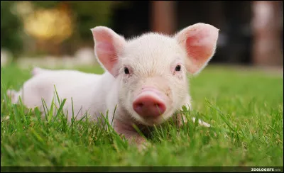 Quel est cet animal ?