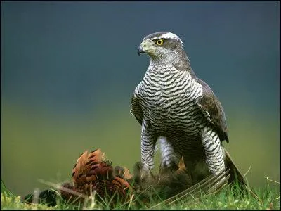 Quel est cet oiseau ?