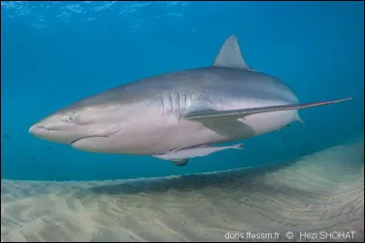 Quelle est la profondeur maximale du requin sombre ?