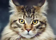 Quiz Connais-tu si bien le maine coon ?