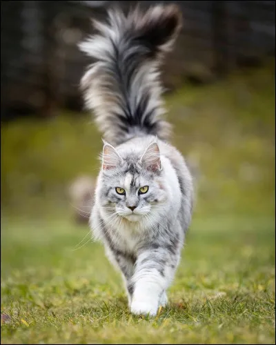 Quel est le tempérament de ce chat ?