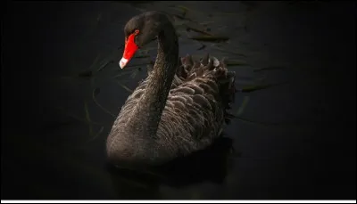 Qui préfères-tu dans ''Le Cygne Noir'' ?