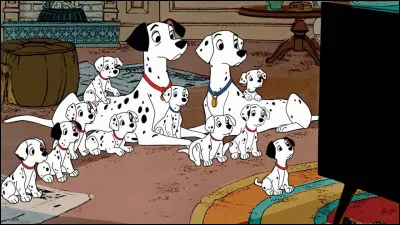 À la naissance les dalmatiens sont blancs.