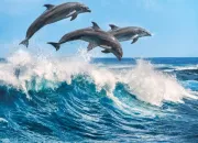 Quiz Connais-tu bien les dauphins ?