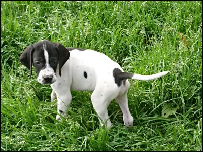 Oh le joli bébé ! Je t'offre celui-ci pour qu'il t'aide à mieux flairer ton gibier !