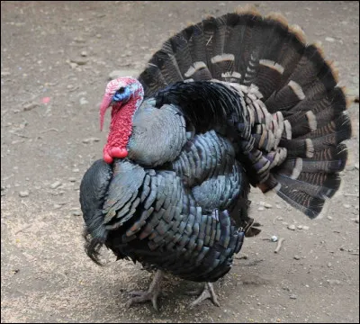 Quel est cet oiseau, un gallinacé de basse-cour élevé pour sa chair ?