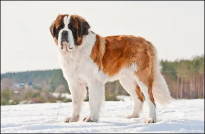 Quel est ce molosse, un grand chien de montagne à la tête imposante, dressé comme animal de recherche en avalanche ?