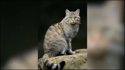 Tu perds, un jour, ta patrouille dans la forêt. Que fais-tu ?