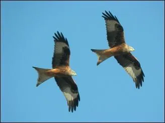 Ces oiseaux sont-ils prsents en Corse ?