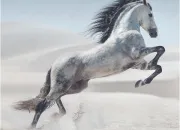 Test Quelle race de cheval es-tu ?