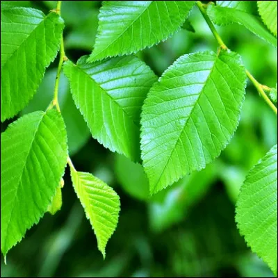 Quel arbre, qui fournit un bois très couru pour la menuiserie, proche du bois de chêne, est pratiquement éteint en Europe à cause dune maladie appelé graphiose ?