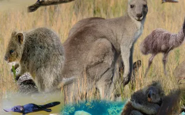 Quiz Koalas