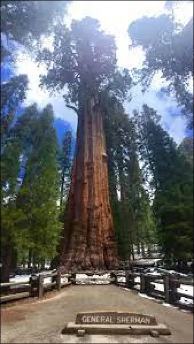 Quel est l'arbre le plus grand du monde ?