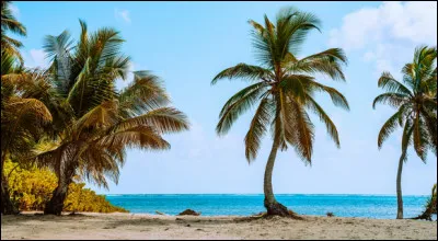 Rescapé d'un naufrage sur une île déserte avec un canon, votre première pensée :