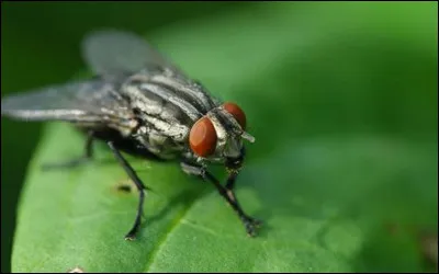 Si tu vois une mouche dans ta chambre le soir...