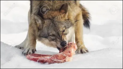 Les loups mangent-ils les élans ?