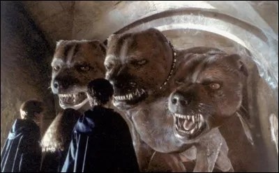 Dans "Harry Potter à l'école des sorciers", comment s'appelle le chien à trois têtes d'Hagrid ?