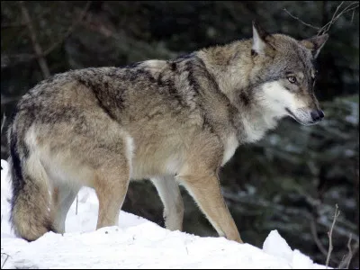 Quel est le nom de cet animal ?