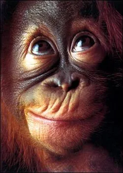 'Orang-Outan' est un nom qui signifie :