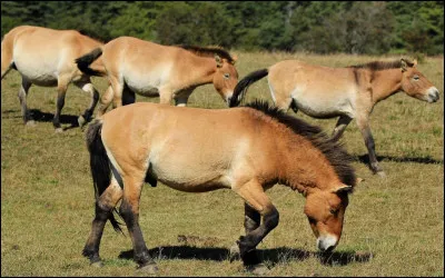 Le trot est plus rapide que le galop.