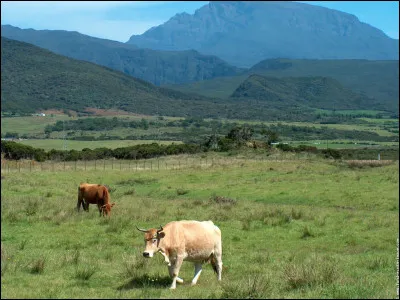 Dans le domaine de l'agriculture, j'ajouterai une aide financière en cas de coup dur pour les professionnels du secteur. Quel animal est au premier plan ?