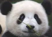 Quiz Panda