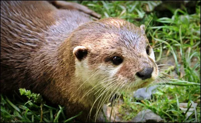 Comment sappelle la loutre de Tarik ?