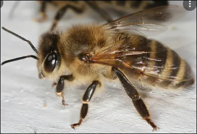 Quel est cet insecte ?