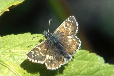 Quel est le nom de ce papillon ?