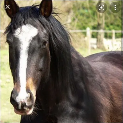 Comment appelle-t-on le trait blanc sur le chanfrein de ce cheval ?