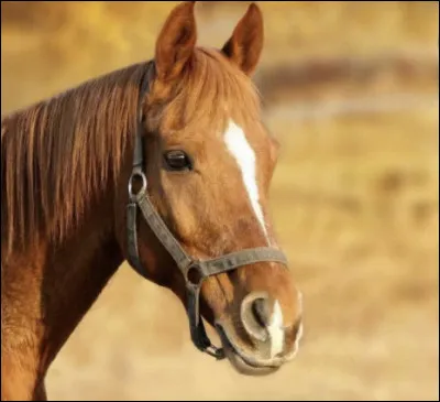 Quelles parties sont présentes sur la tête de ton cheval ?