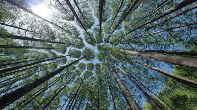 Dans quel pays dAmérique du Sud se situe la plus grande partie de la forêt équatoriale amazonienne ?