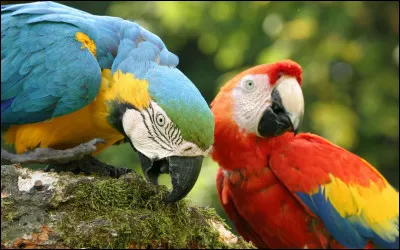 Combien despèces de perroquet existent dans le monde ?