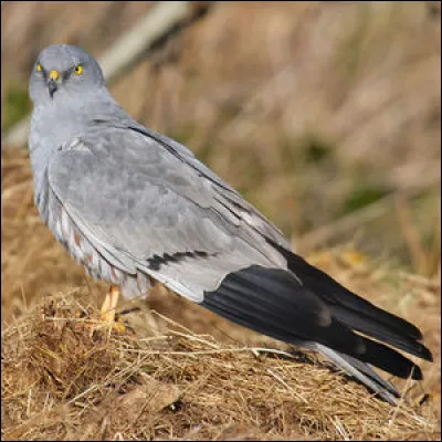 Quel est ce rapace diurne ?