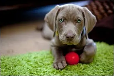 Quelle est la race de ce chiot ?