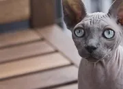 Quiz Les sphynx