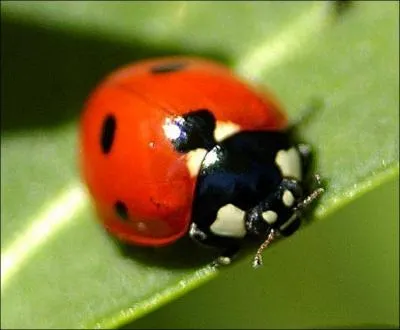 Les petits points de la coccinelle reprsentent-ils le nombre d'annes d'ge ?