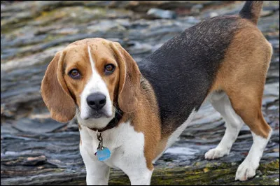 Quelle est cette race de chien ?