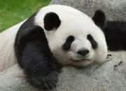 Quiz Connais-tu les pandas ?